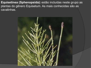 Equisetinea (Sphenopsida): estão incluídas neste grupo as 
plantas do gênero Equisetum. As mais conhecidas são as 
cavalinhas. 
 
