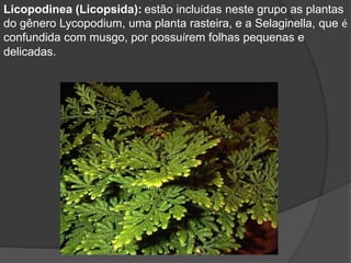 Licopodinea (Licopsida): estão incluídas neste grupo as plantas 
do gênero Lycopodium, uma planta rasteira, e a Selaginella, que é 
confundida com musgo, por possuírem folhas pequenas e 
delicadas. 
 