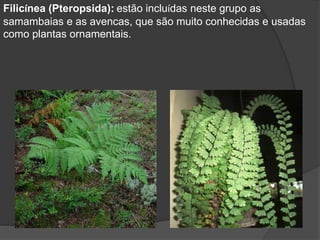 Filicínea (Pteropsida): estão incluídas neste grupo as 
samambaias e as avencas, que são muito conhecidas e usadas 
como plantas ornamentais. 
 