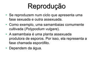 Reprodução
• Se reproduzem num ciclo que apresenta uma
fase sexuada e outra assexuada.
• Como exemplo, uma samambaias comumente
cultivada (Polypodium vulgare).
• A samambaia é uma planta assexuada
produtora de esporos. Por isso, ela representa a
fase chamada esporófito.
• Dependem da água.
 
