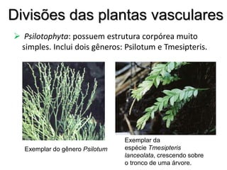 Divisões das plantas vasculares
 Psilotophyta: possuem estrutura corpórea muito
simples. Inclui dois gêneros: Psilotum e Tmesipteris.
Exemplar do gênero Psilotum
Exemplar da
espécie Tmesipteris
lanceolata, crescendo sobre
o tronco de uma árvore.
 