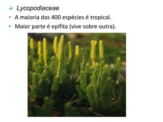  Lycopodiaceae
• A maioria das 400 espécies é tropical.
• Maior parte é epífita (vive sobre outra).
 