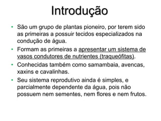 Introdução
• São um grupo de plantas pioneiro, por terem sido
as primeiras a possuir tecidos especializados na
condução de água.
• Formam as primeiras a apresentar um sistema de
vasos condutores de nutrientes (traqueófitas).
• Conhecidas também como samambaia, avencas,
xaxins e cavalinhas.
• Seu sistema reprodutivo ainda é simples, e
parcialmente dependente da água, pois não
possuem nem sementes, nem flores e nem frutos.
 