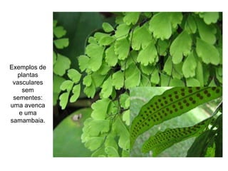 Exemplos de
plantas
vasculares
sem
sementes:
uma avenca
e uma
samambaia.
 