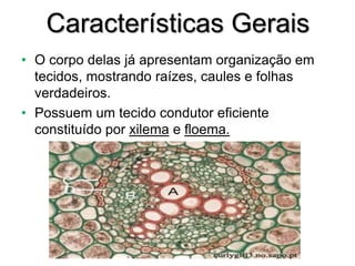 Características Gerais
• O corpo delas já apresentam organização em
tecidos, mostrando raízes, caules e folhas
verdadeiros.
• Possuem um tecido condutor eficiente
constituído por xilema e floema.
 