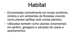 Habitat
• Encontradas normalmente em locais sombrios,
úmidos e em ambientes de florestas vivendo
como plantas epífitas (sob outras plantas).
• Utilizadas também como plantas ornamentais
em jardins, garagens e sacadas de casas e
apartamentos.
 