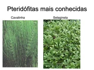 Pteridófitas mais conhecidas
Cavalinha Selaginela
 