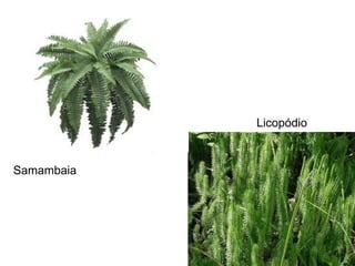 Licopódio
Samambaia
 