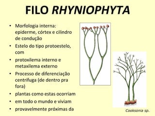 Pteridfitas aula1 | PPT