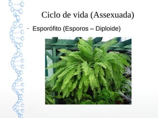 Ciclo de vida (Assexuada)
●

Esporófito (Esporos – Diploide)

 