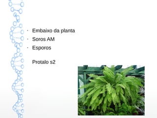 ●

Embaixo da planta

●

Soros AM

●

Esporos
Protalo s2

 