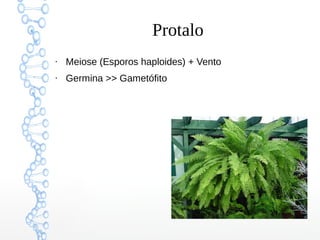 Protalo
●

Meiose (Esporos haploides) + Vento

●

Germina >> Gametófito

 