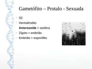 Gametófito – Protalo - Sexuada
●

S2

●

Hermafrodito
Anterozoide > oosfera

●

Zigoto > embrião

●

Embrião > esporófito

 