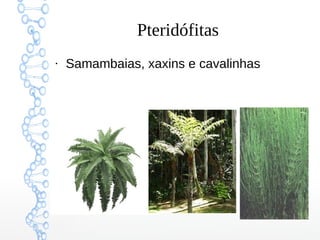 Pteridófitas
●

Samambaias, xaxins e cavalinhas

 