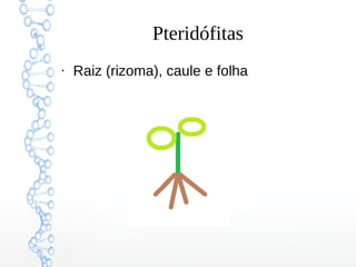 Pteridófitas
●

Raiz (rizoma), caule e folha

 