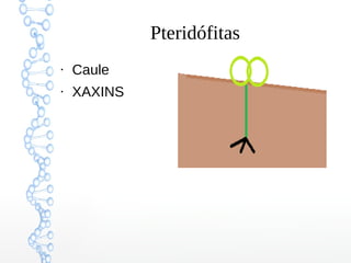 Pteridófitas
●

Caule

●

XAXINS

 