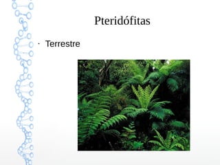 Pteridófitas
●

Terrestre

 