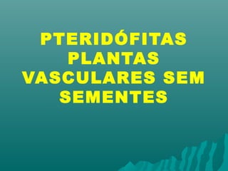 PTERIDÓFITAS 
PLANTAS 
VASCULARES SEM 
SEMENTES 
 