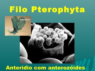 Filo Pterophyta 
Anterídio com anterozóides 
 