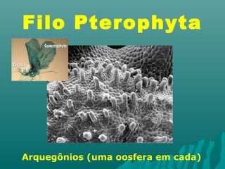 Filo Pterophyta 
Arquegônios (uma oosfera em cada) 
 
