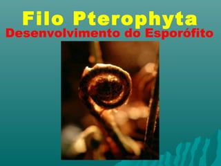 Filo Pterophyta 
Desenvolvimento do Esporófito 
 