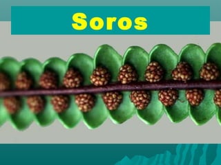 Soros 
 