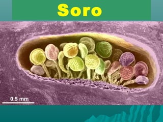 Soro 
 