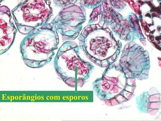 Esporângios com esporos 
 