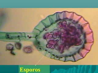 Esporos 
 