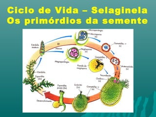 Ciclo de Vida – Selaginela 
Os primórdios da semente 
