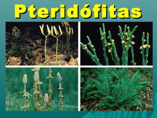 PPtteerriiddóóffiittaass 
 