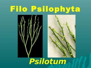 Filo Psilophyta 
Psilotum 
 