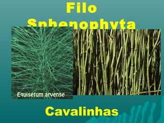 Filo 
Sphenophyta 
Cavalinhas 
 