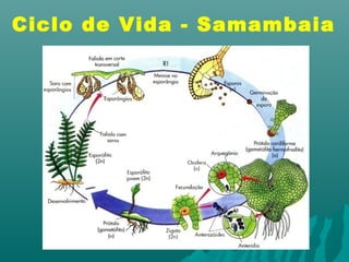 Ciclo de Vida - Samambaia 
 