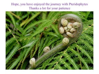 Hope, you have enjoyed the journey with Pteridophytes
Thanks a lot for your patience
 