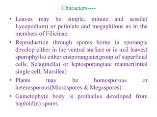 Characters----
• Leaves may be simple, minute and sessile(
Lycopodium) or petiolate and megaphilous as in the
members of Filicinae.
• Reproduction through spores borne in sporangia
develop either in the ventral surface or in axil leaves(
sporophylls) either eusporangiate(group of superficial
cells, Selaginella) or leptosporangiate manner(intial
single cell, Marsilea)
• Plants may be homosporous or
heterosporous(Microspores & Megaspores)
• Gametophyte body is prothallus developed from
haploid(n) spores
 