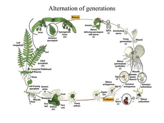 Alternation of generations
 