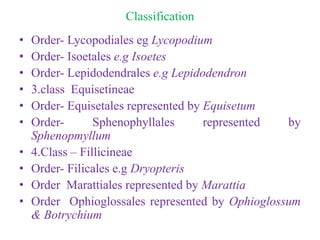 Classification
• Order- Lycopodiales eg Lycopodium
• Order- Isoetales e.g Isoetes
• Order- Lepidodendrales e.g Lepidodendron
• 3.class Equisetineae
• Order- Equisetales represented by Equisetum
• Order- Sphenophyllales represented by
Sphenopmyllum
• 4.Class – Fillicineae
• Order- Filicales e.g Dryopteris
• Order Marattiales represented by Marattia
• Order Ophioglossales represented by Ophioglossum
& Botrychium
 