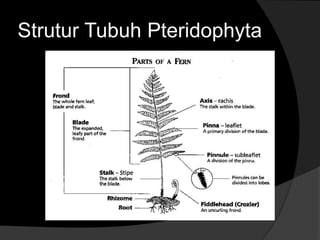 Strutur Tubuh Pteridophyta 
 