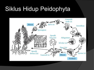Siklus Hidup Peidophyta 
 