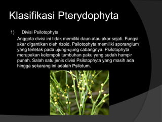 Klasifikasi Pterydophyta 
1) Divisi Psilotophyta 
Anggota divisi ini tidak memiliki daun atau akar sejati. Fungsi 
akar digantikan oleh rizoid. Psilotophyta memiliki sporangium 
yang terletak pada ujung-ujung cabangnya. Psilotophyta 
merupakan kelompok tumbuhan paku yang sudah hampir 
punah. Salah satu jenis divisi Psilotophyta yang masih ada 
hingga sekarang ini adalah Psilotum. 
 