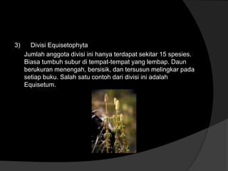 3) Divisi Equisetophyta 
Jumlah anggota divisi ini hanya terdapat sekitar 15 spesies. 
Biasa tumbuh subur di tempat-tempat yang lembap. Daun 
berukuran menengah, bersisik, dan tersusun melingkar pada 
setiap buku. Salah satu contoh dari divisi ini adalah 
Equisetum. 
 