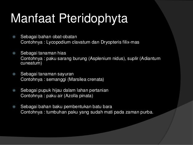 Pteridophyta tumbuhan paku 