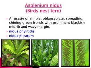  A rosette of simple, oblanceolate, spreading,
shining green fronds with prominent blackish
midrib and wavy margin.
 nidus phylitidis
 nidus plicatum
 