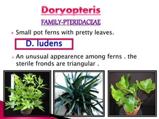  Small pot ferns with pretty leaves.
 An unusual appearence among ferns . the
sterile fronds are triangular .
D. ludens
 