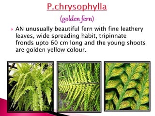  AN unusually beautiful fern with fine leathery
leaves, wide spreading habit, tripinnate
fronds upto 60 cm long and the young shoots
are golden yellow colour.
 