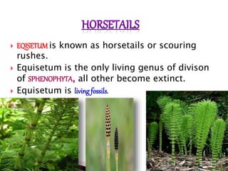 EQISETUM is known as horsetails or scouring
rushes.
 Equisetum is the only living genus of divison
of SPHENOPHYTA, all other become extinct.
 Equisetum is living fossils.
 
