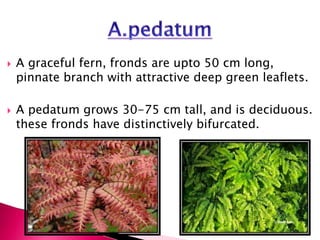  A graceful fern, fronds are upto 50 cm long,
pinnate branch with attractive deep green leaflets.
 A pedatum grows 30-75 cm tall, and is deciduous.
these fronds have distinctively bifurcated.
 