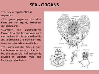 SEX - ORGANS
• The sexual reproduction is
oogamous.
• The gametophyte or prothallus
bears the sex organs, antheridia
and archegonia.
• Normally, the gametophytes
formed from the homosporous are
monoecious, that is both antheridia
and archegonia are borne on the
same gametophyte or prothallus.
• The gametophytes formed from
the heterosporous are dioecious,
i.e., the antheridia and archegonia
develop in separate male and
female gametophytes.
 