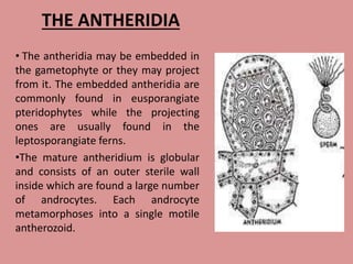 THE ANTHERIDIA
• The antheridia may be embedded in
the gametophyte or they may project
from it. The embedded antheridia are
commonly found in eusporangiate
pteridophytes while the projecting
ones are usually found in the
leptosporangiate ferns.
•The mature antheridium is globular
and consists of an outer sterile wall
inside which are found a large number
of androcytes. Each androcyte
metamorphoses into a single motile
antherozoid.
 